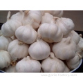 Best Fresh Natural Garlic